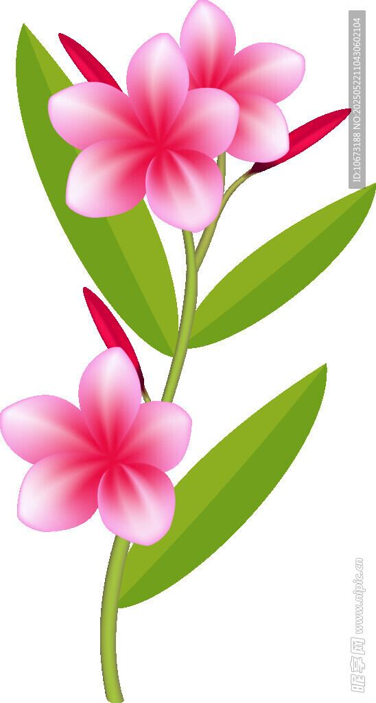粉色鸡蛋花插画