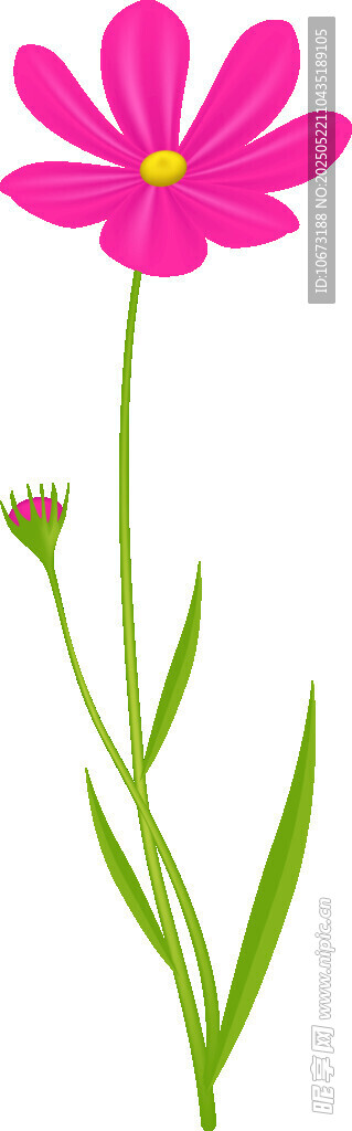 粉色雏菊插画