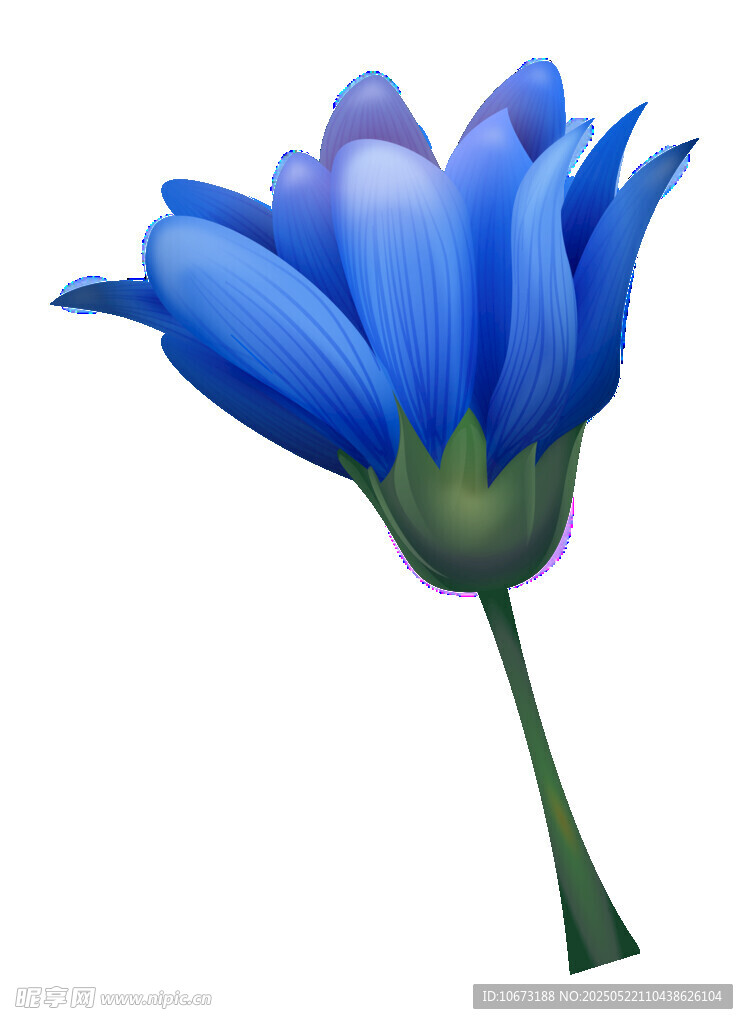 蓝色花朵插画