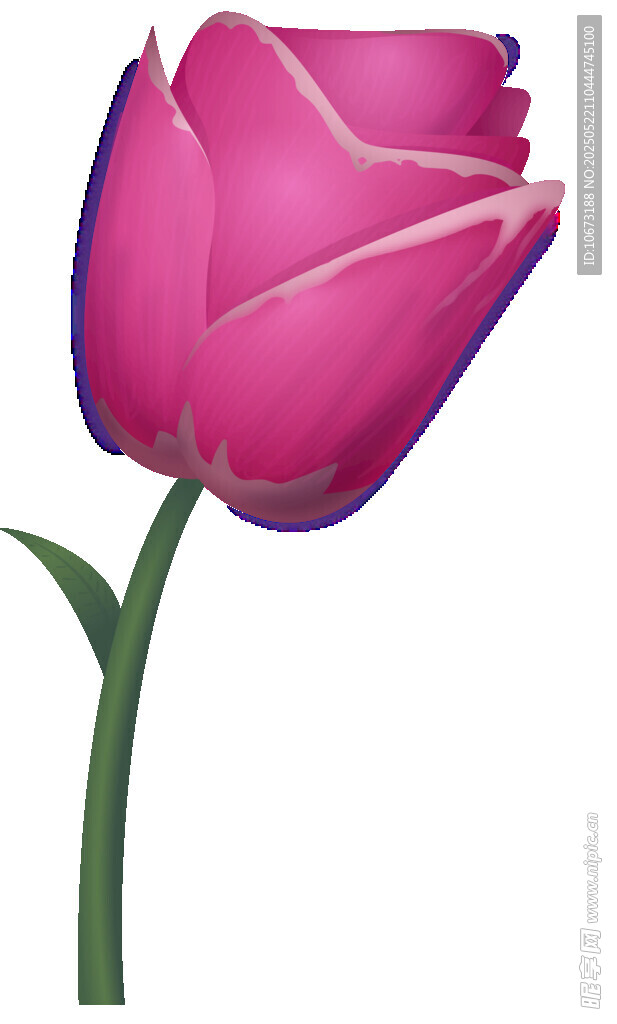 粉色郁金香花朵插画