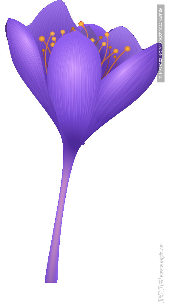 紫色番红花花朵插画