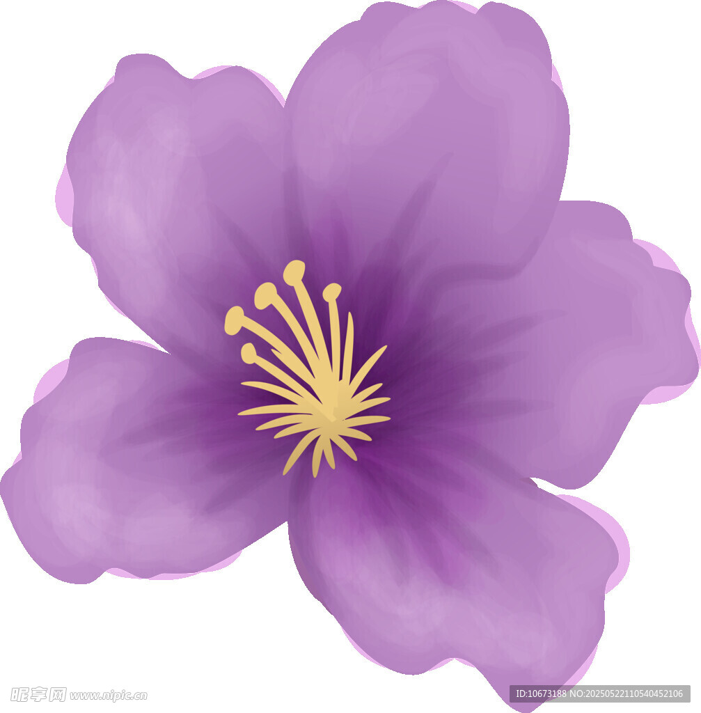 紫色花朵插画