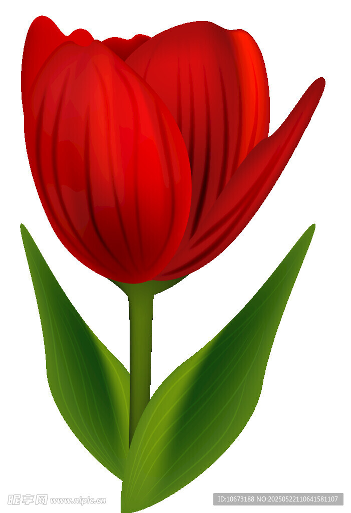 红色郁金香插画
