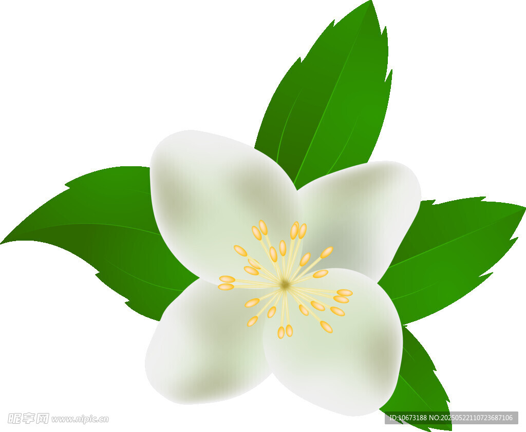 白色茉莉花与绿叶
