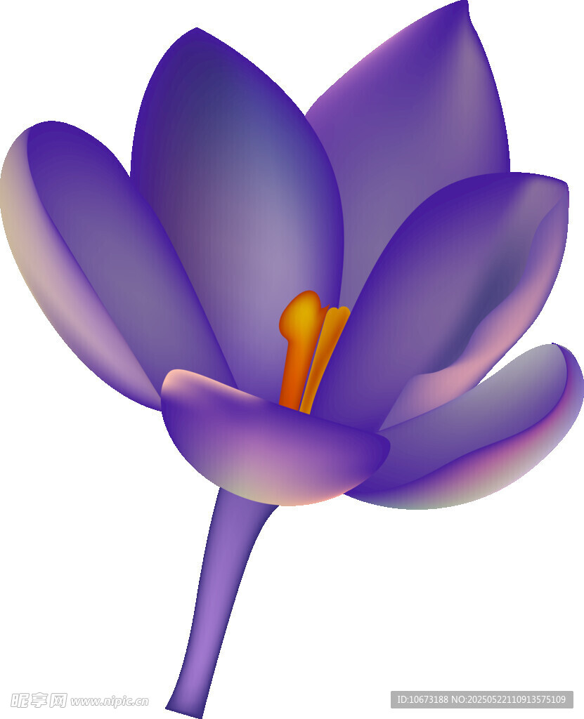 紫色番红花花朵插画