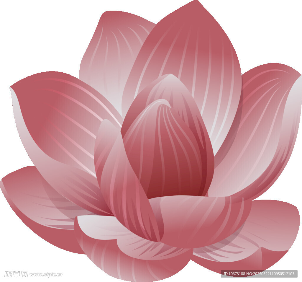 粉色莲花插画