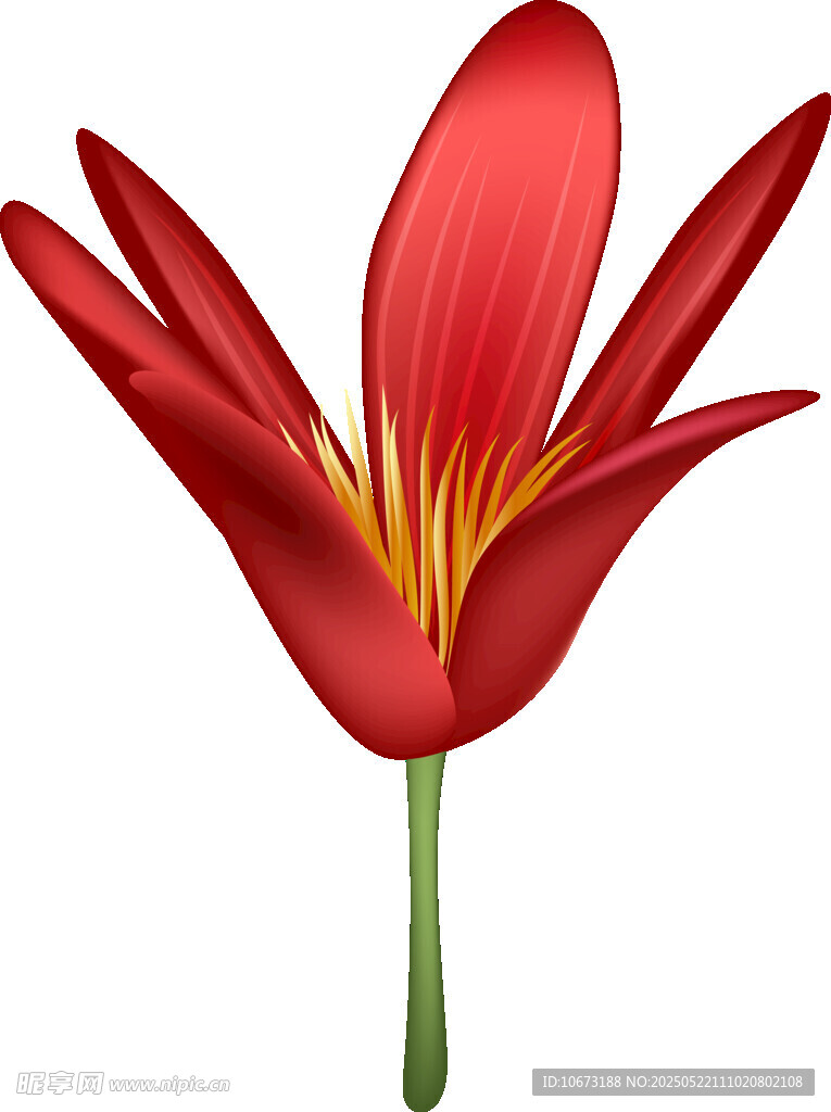 艳丽红色单朵花卉特写