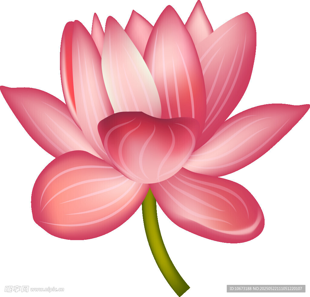 粉色莲花插画