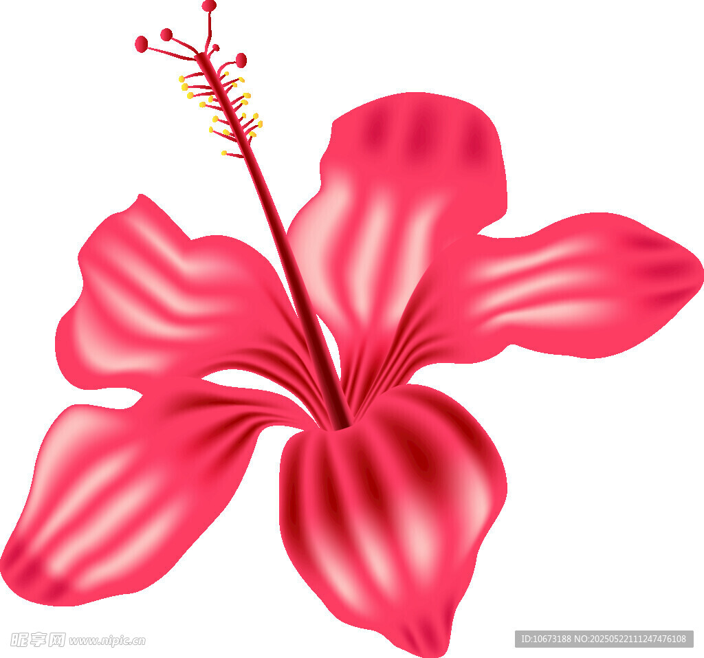 鲜艳粉色扶桑花插画