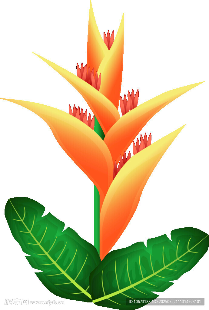 艳丽蝎尾蕉花朵插画