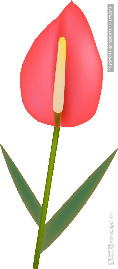 红色单瓣花插画