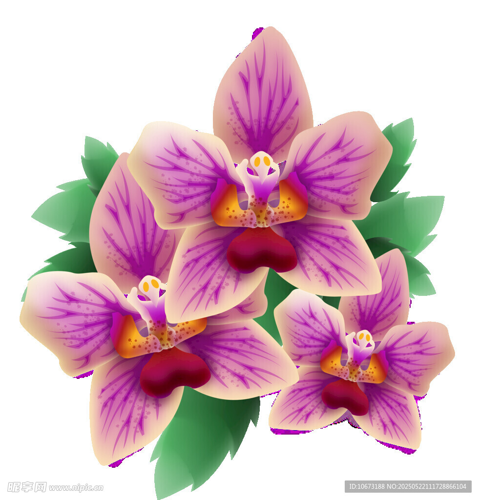 紫色兰花插画