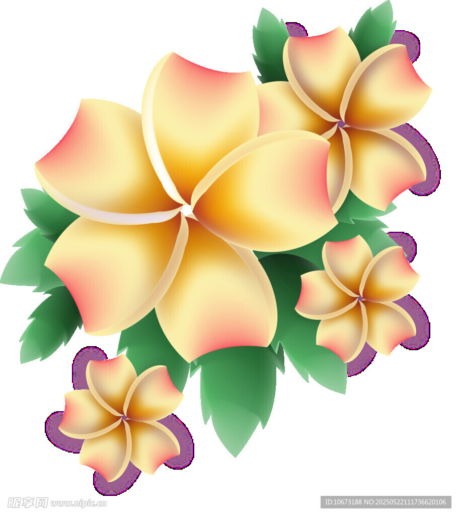 黄色鸡蛋花与绿叶插画