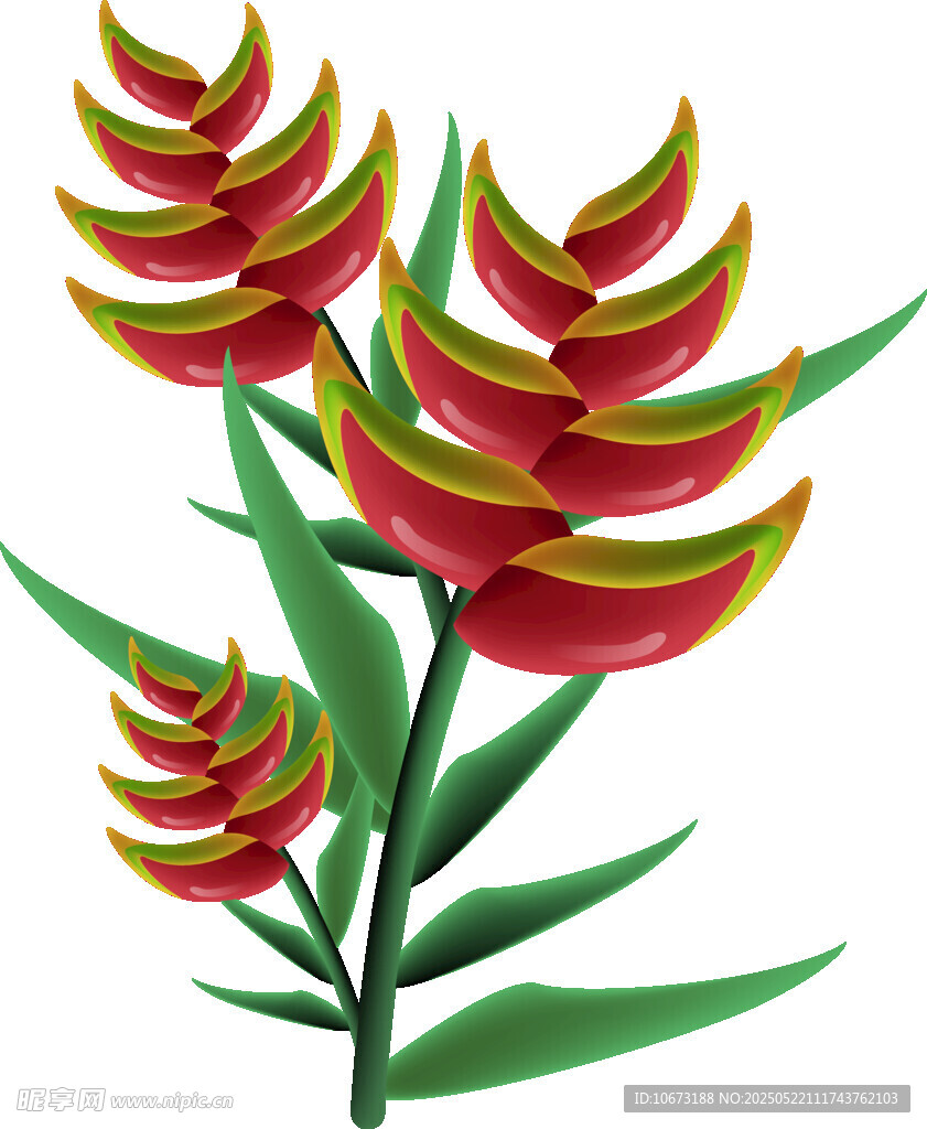 鲜艳蝎尾蕉插画植物图