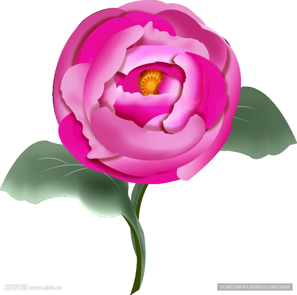 娇艳粉色山茶花插画