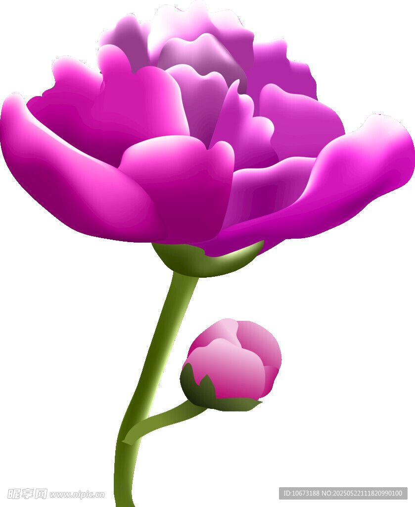 娇艳紫牡丹与花苞