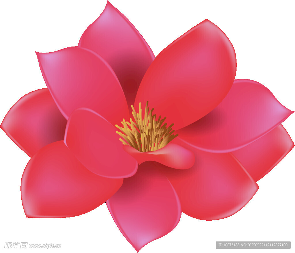 鲜艳红花朵插画