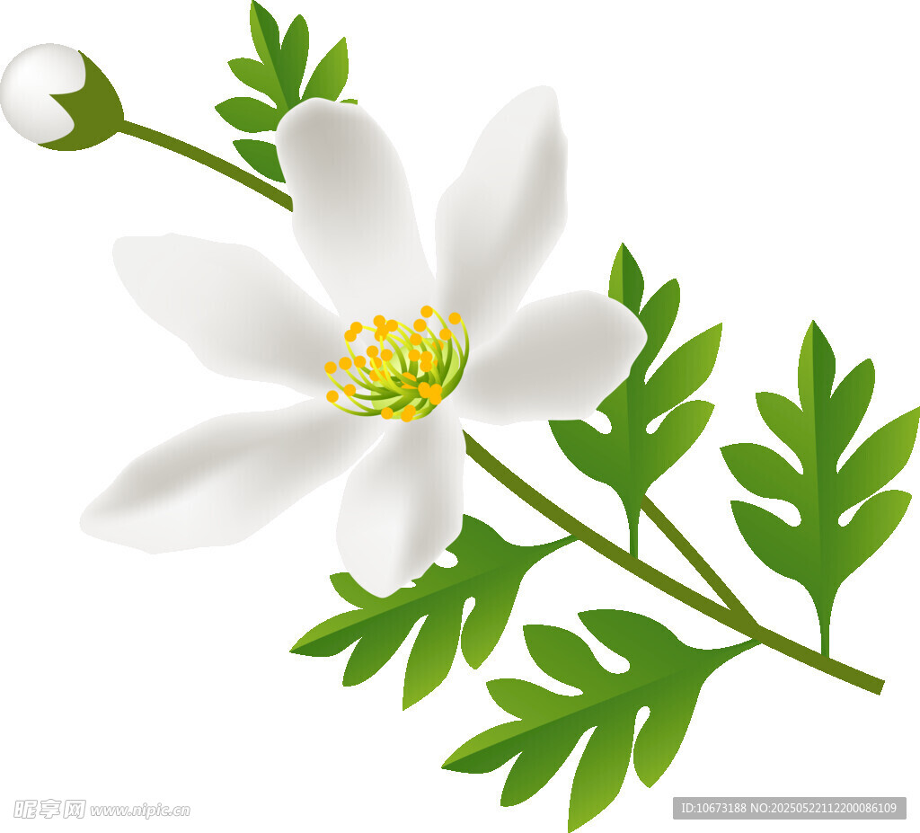 白色花朵与绿叶植物图
