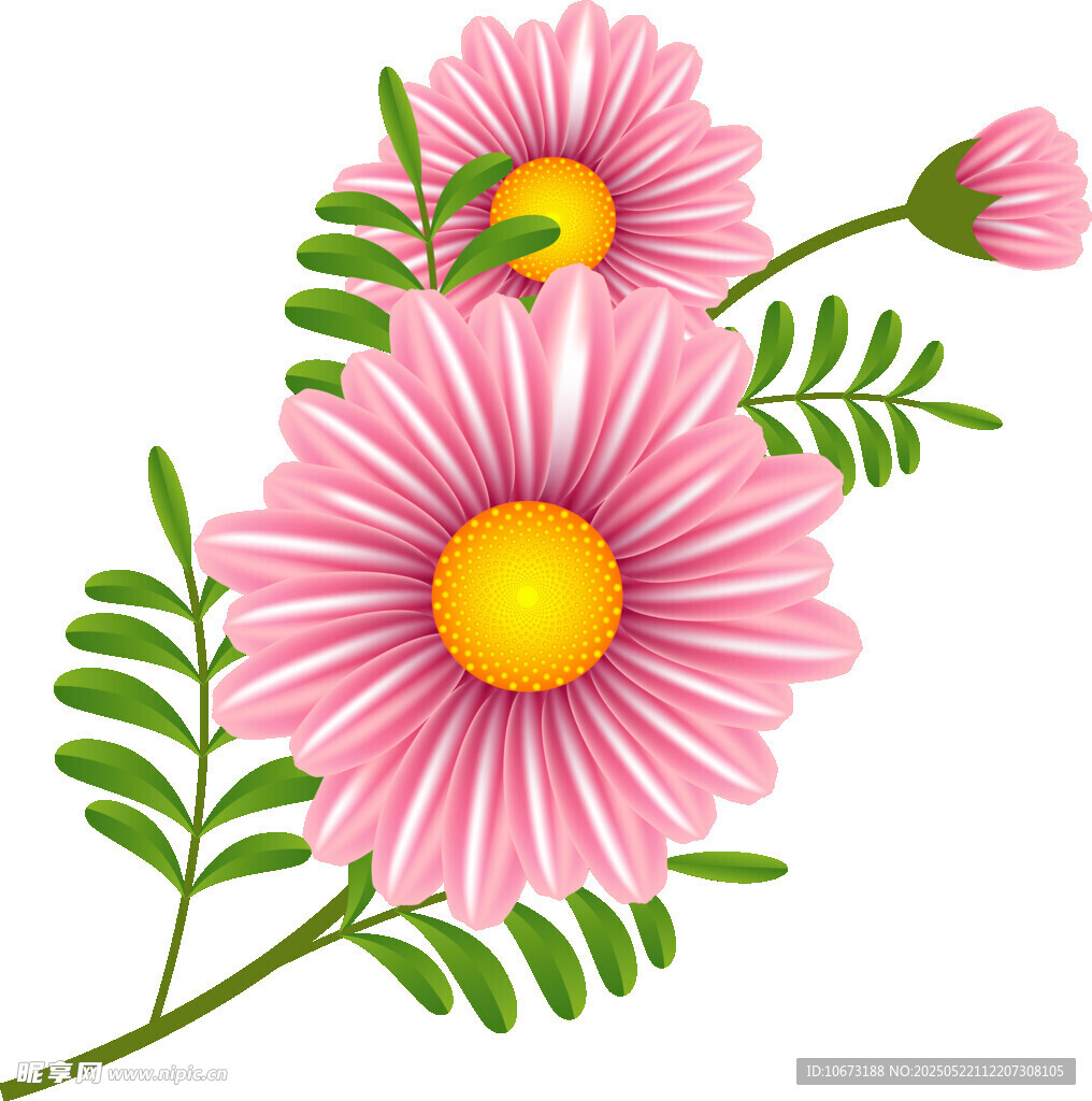 粉色雏菊插画花朵清新风
