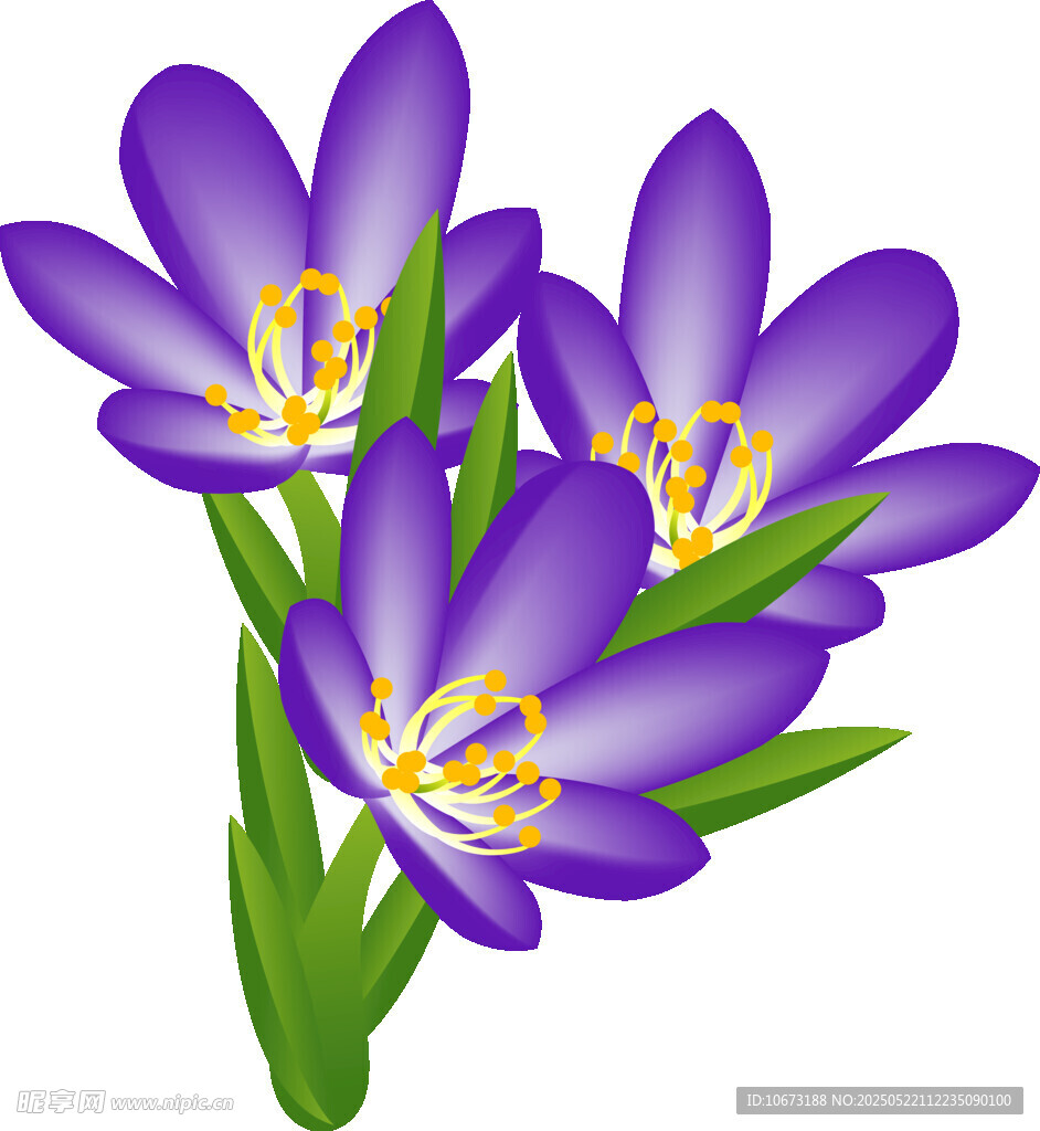 紫色番红花花朵插画