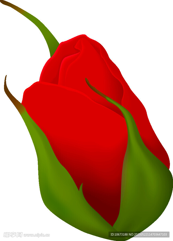 红色玫瑰花苞