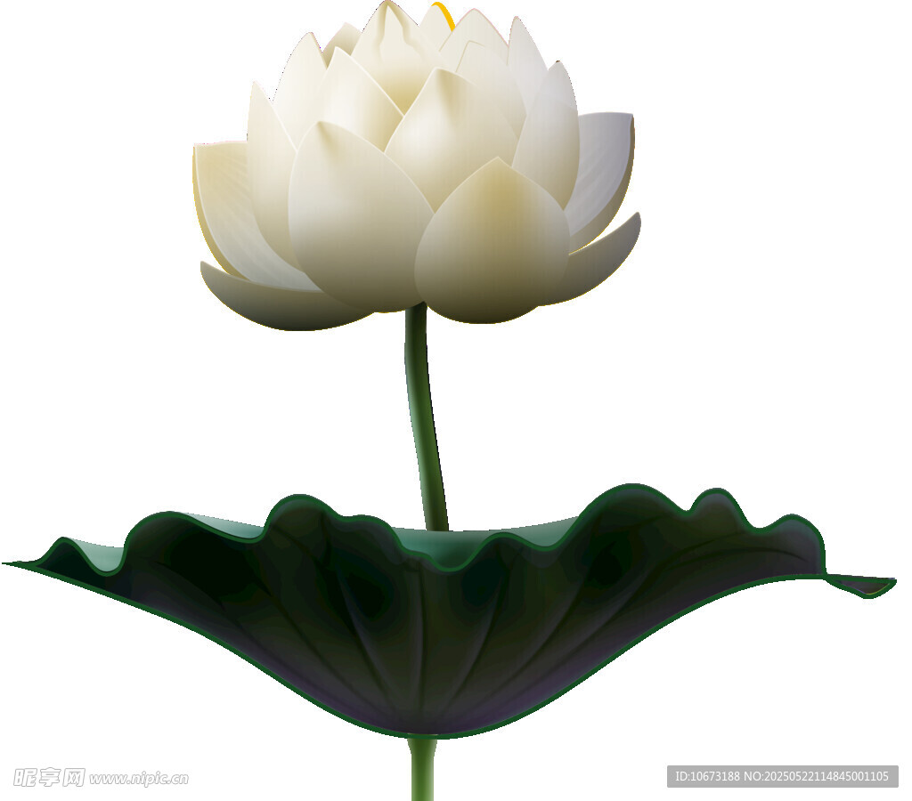 洁白莲花绽放