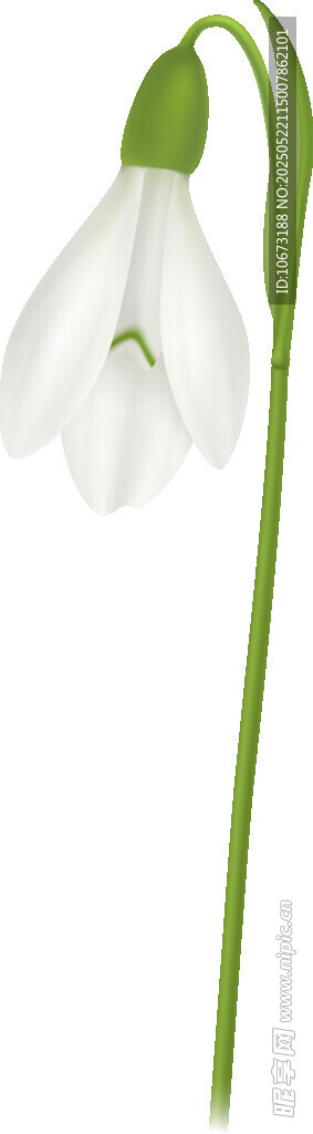 白色铃兰花绽放