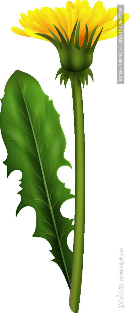 黄色蒲公英花朵与叶片