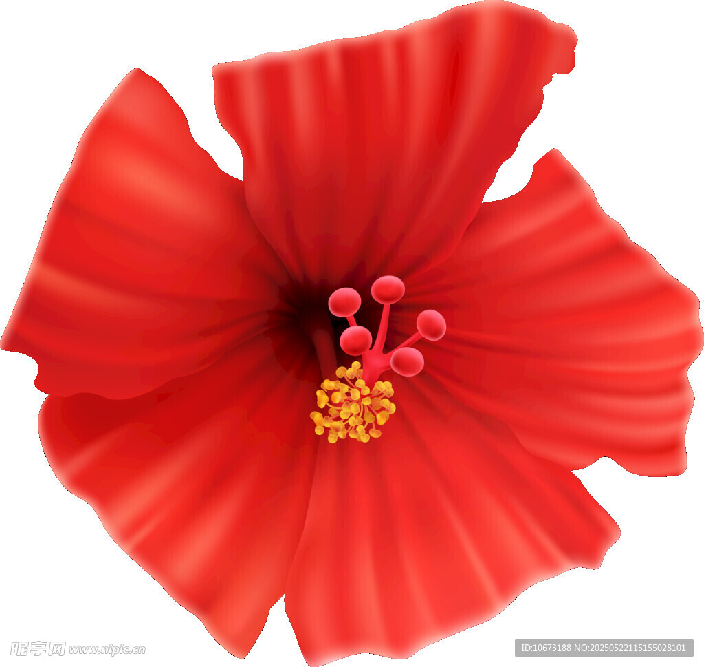 艳丽红色扶桑花特写