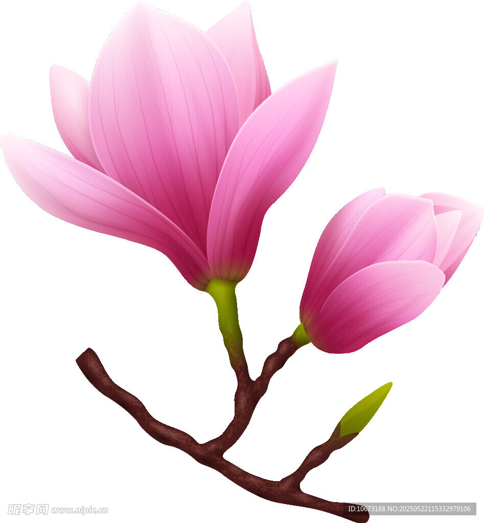 粉色玉兰花花朵与花苞