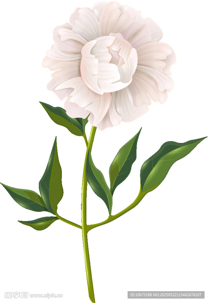 单枝粉色花朵插画