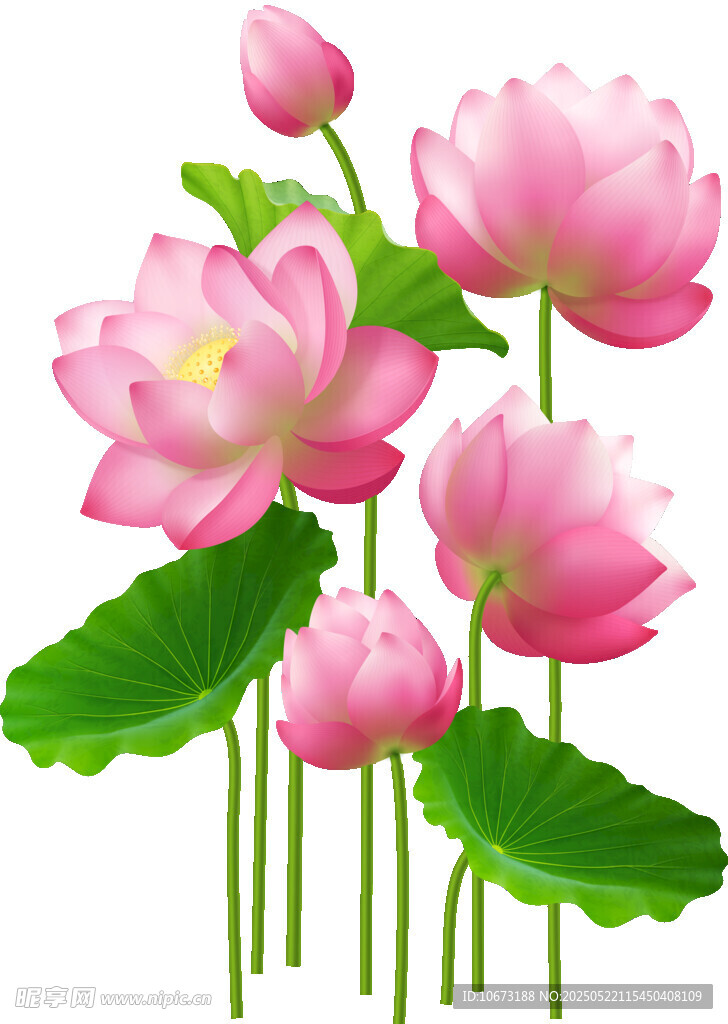 粉色荷花绽放图