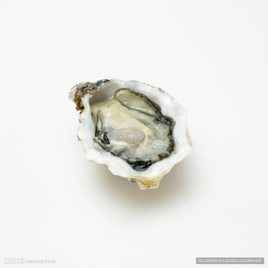 新鲜生蚝特写