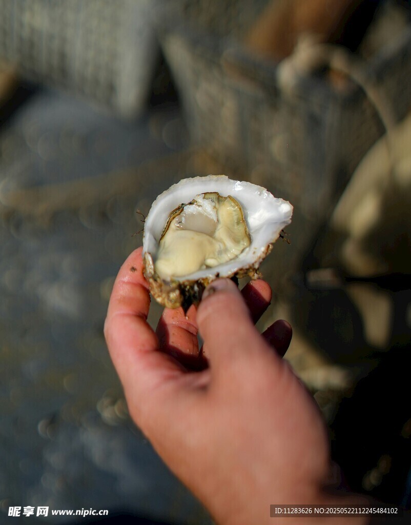手持新鲜生蚝特写