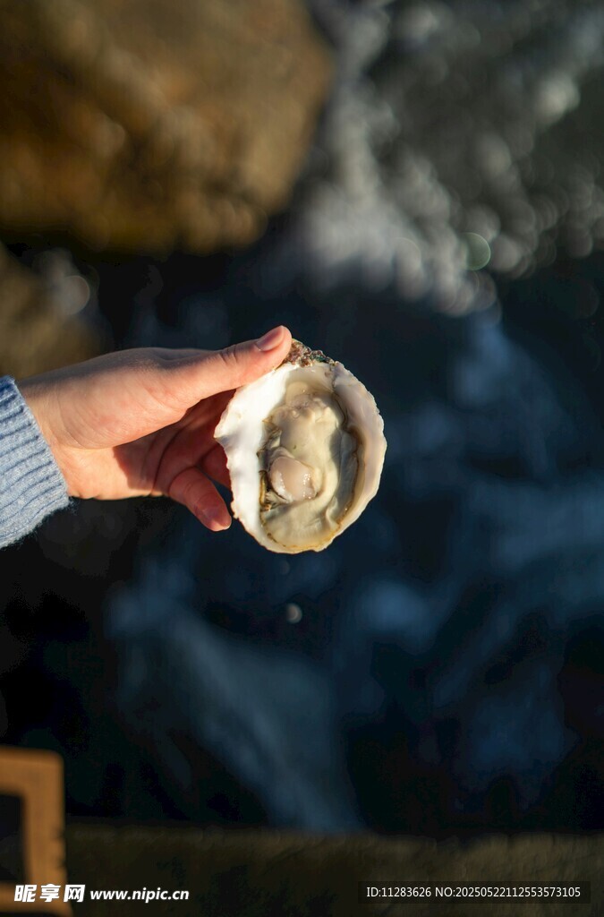 手捧贝壳特写