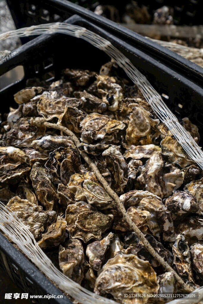 满满一桶新鲜牡蛎