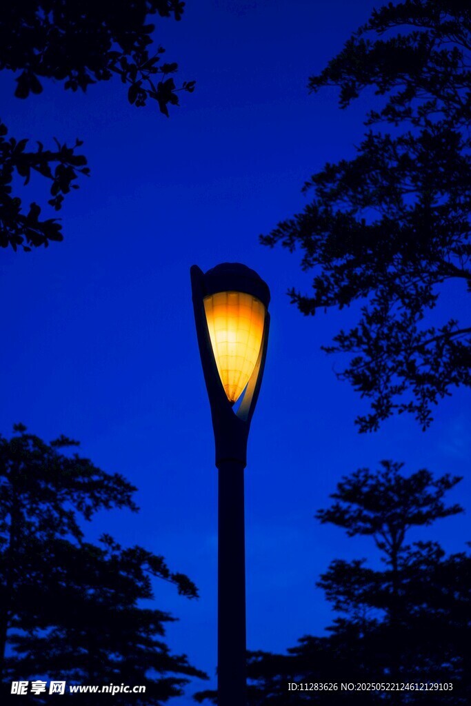 夜幕下的路灯与树木