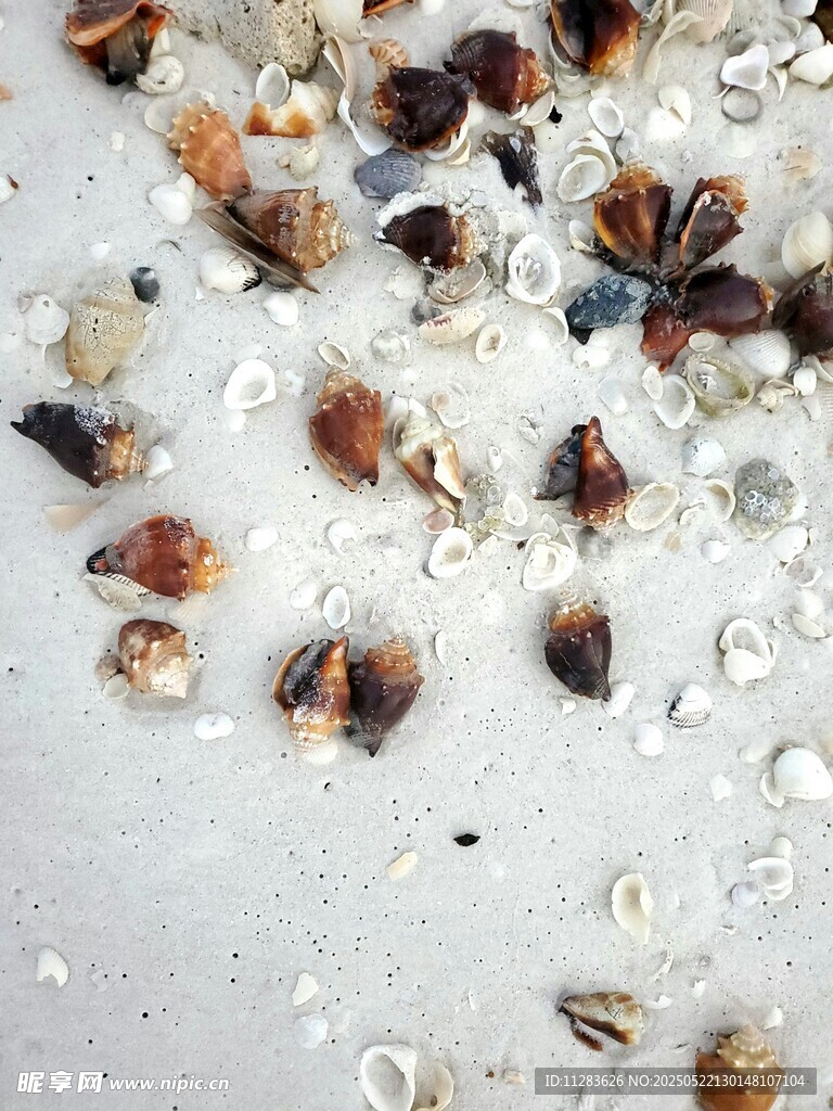 散落的多彩小贝壳