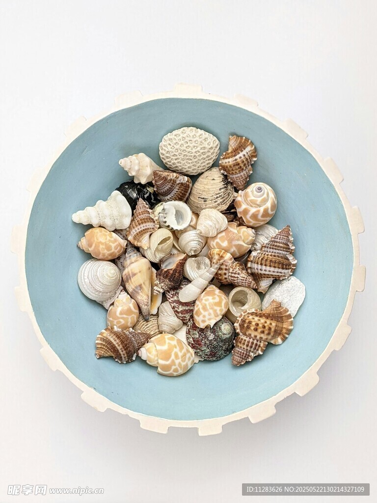 蓝色盘中的多彩贝壳