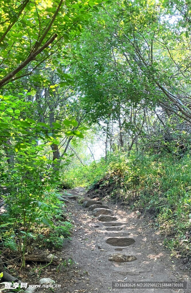 林间小径漫步自然之景