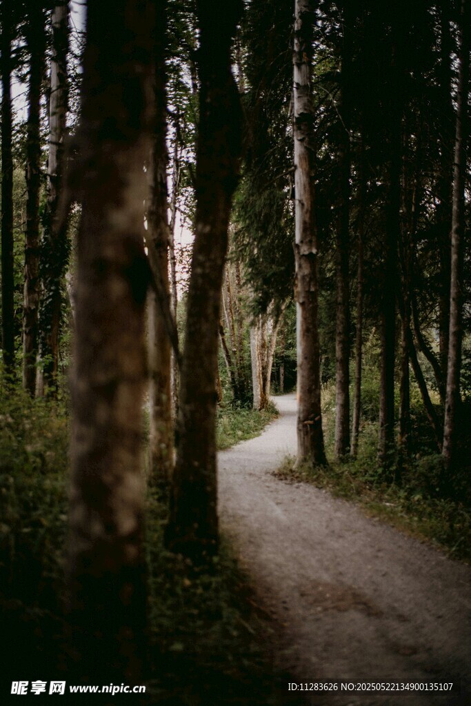 林间幽静小路