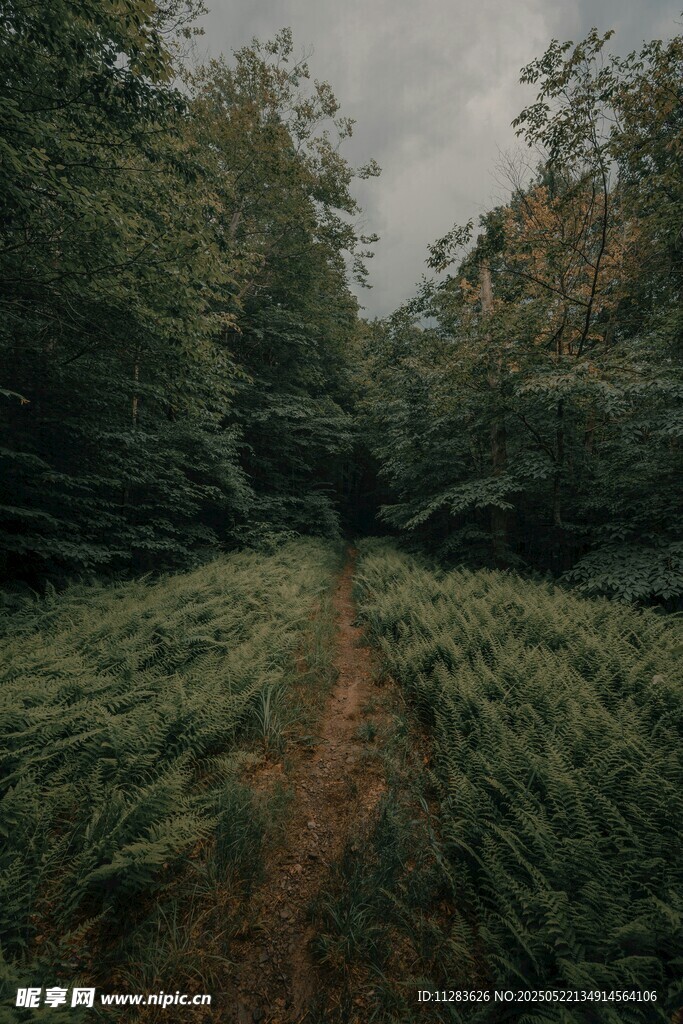 林间小径 自然静谧之景
