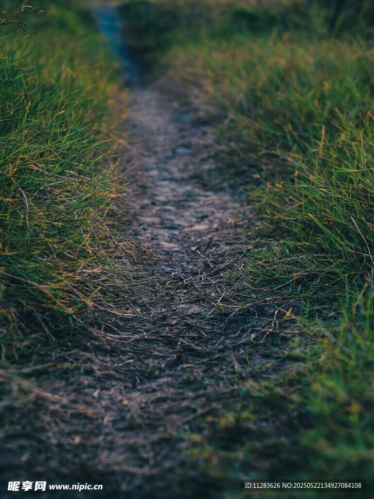 乡间小径 绿意盎然