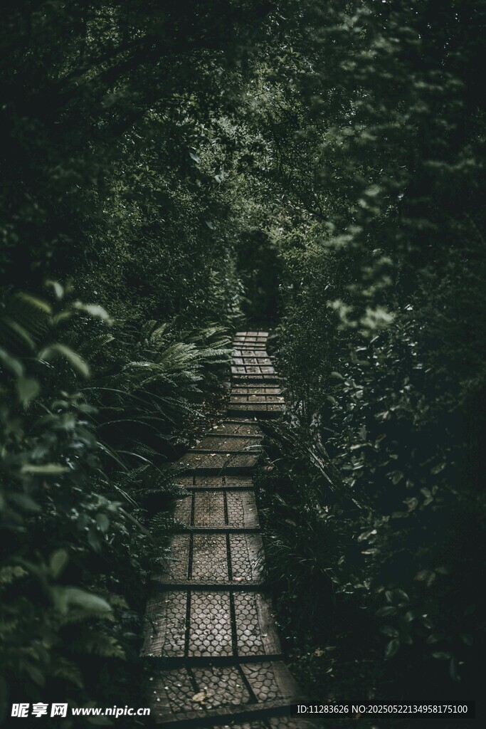 林间石板小径