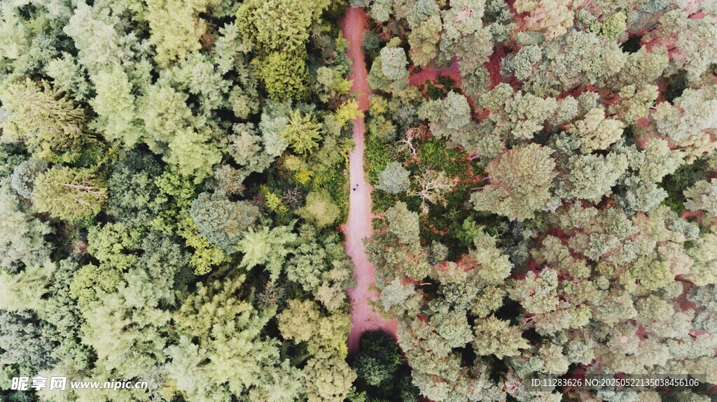 对比鲜明的植物景观
