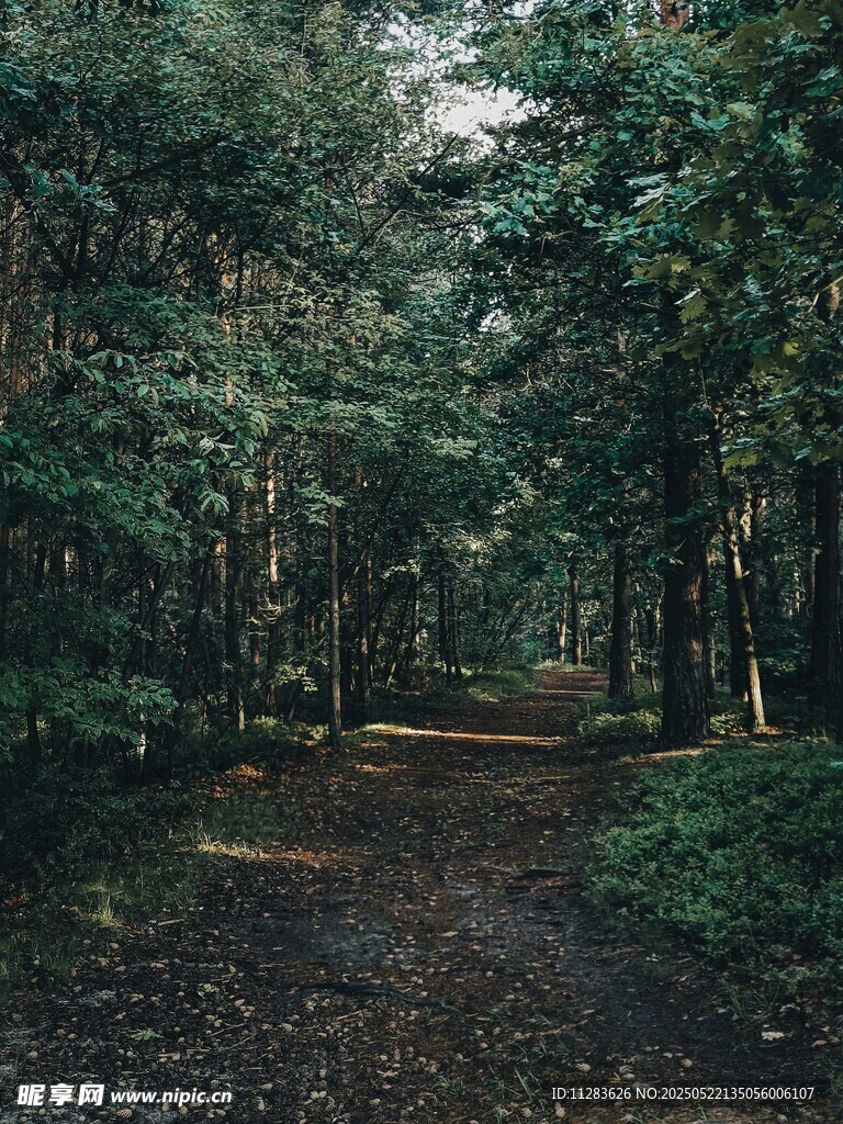林间幽静小道