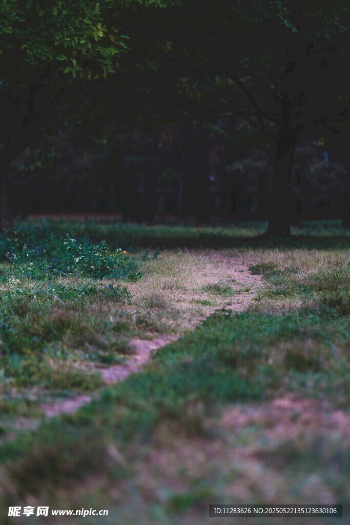 林间小径 静谧自然之景