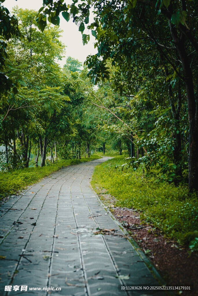 雨后林间蜿蜒的静谧小路
