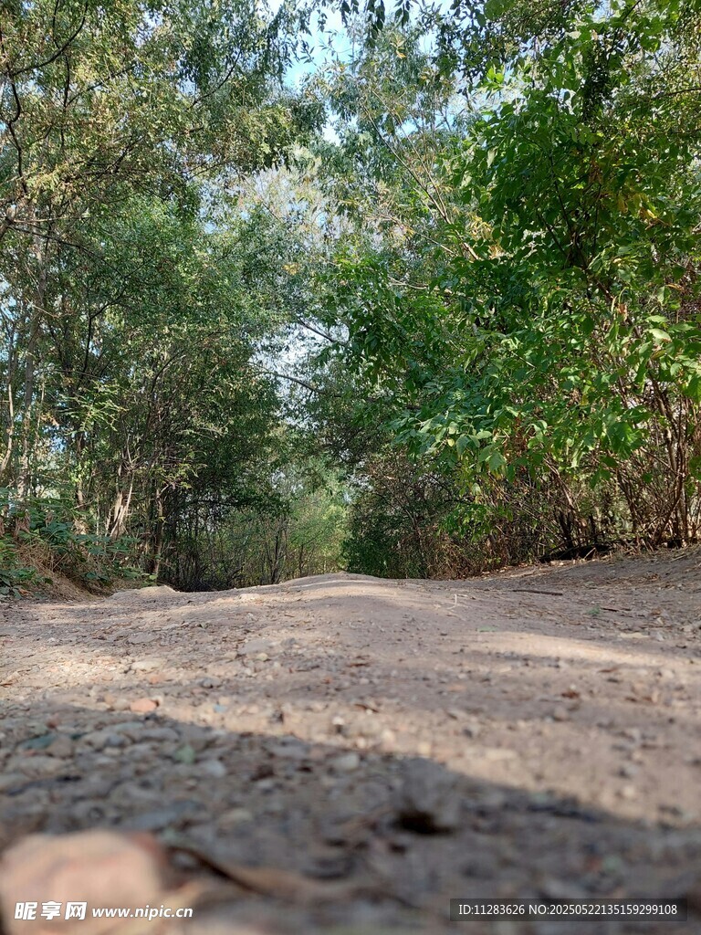 林间土路 自然静谧之景