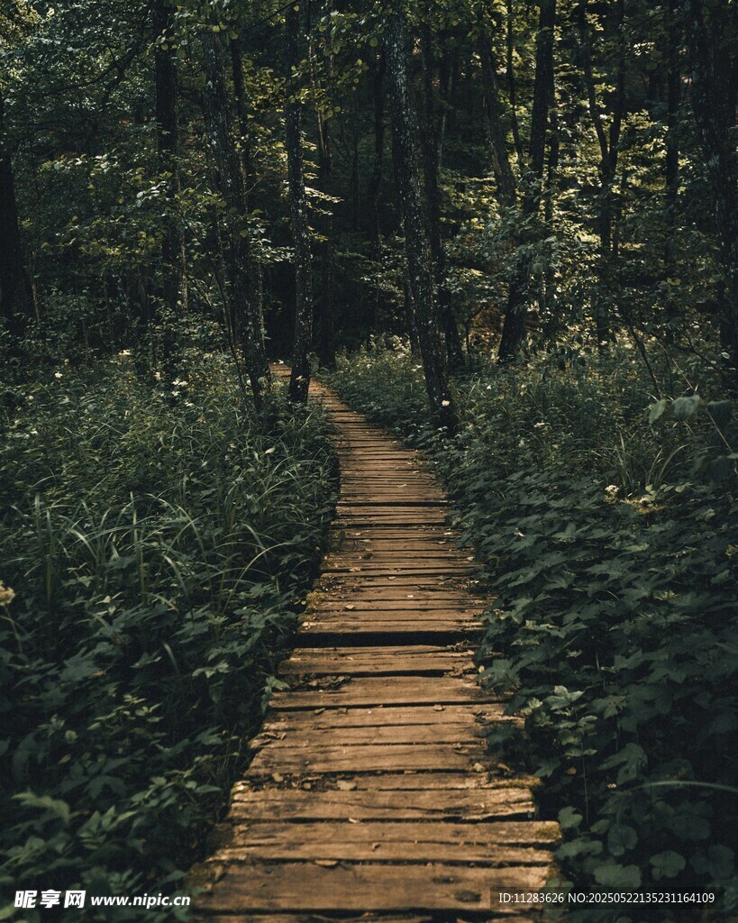 林间木栈道 静谧自然景